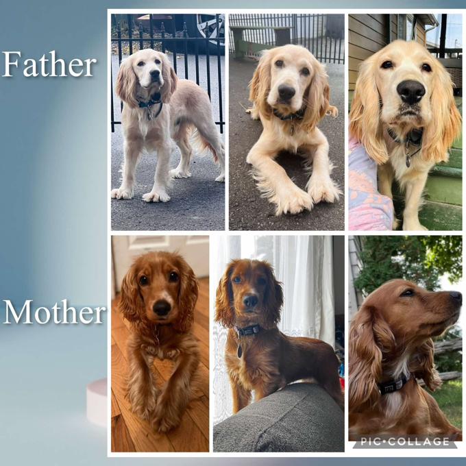 English Cocker Spaniel