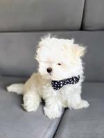 Maltese