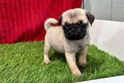 Pug