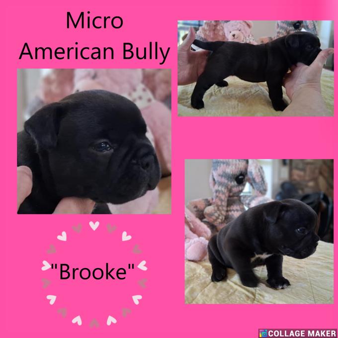 American Bully
