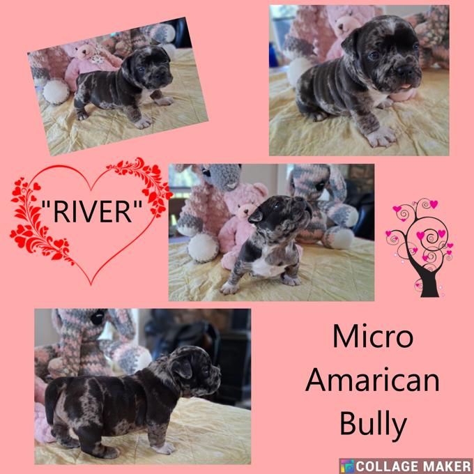 American Bully