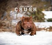 American Bully