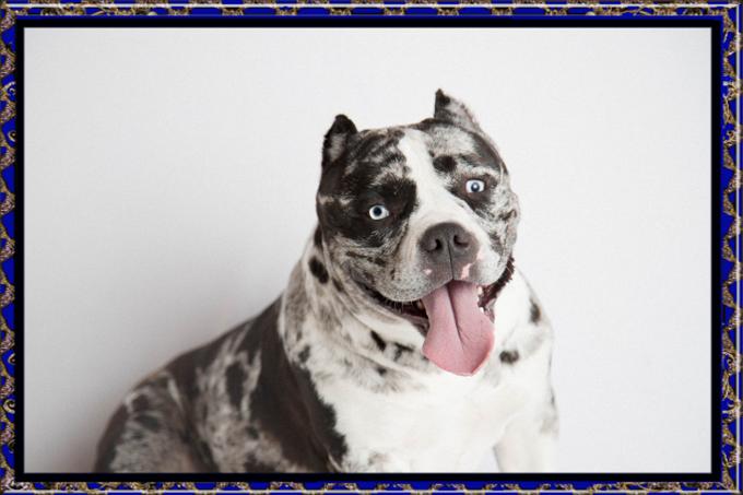 American Bully