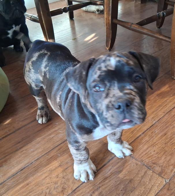 American Bully