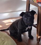 American Bully