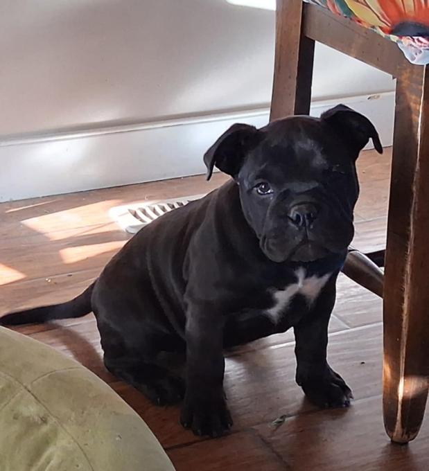 American Bully