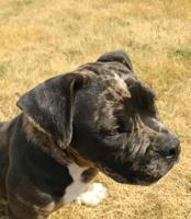 American Bully