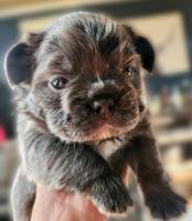 French Bull Dog