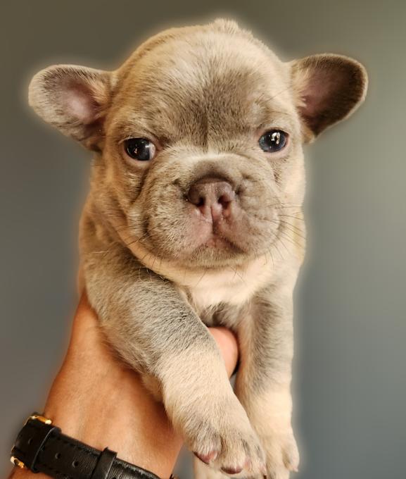 French Bull Dog