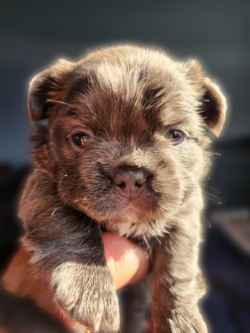 French Bull Dog