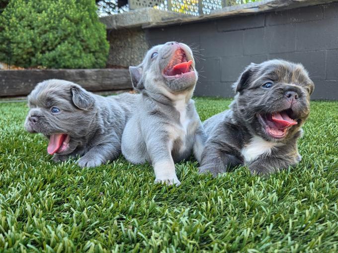 French Bull Dog