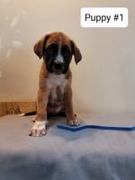German Shepherd/Boxer