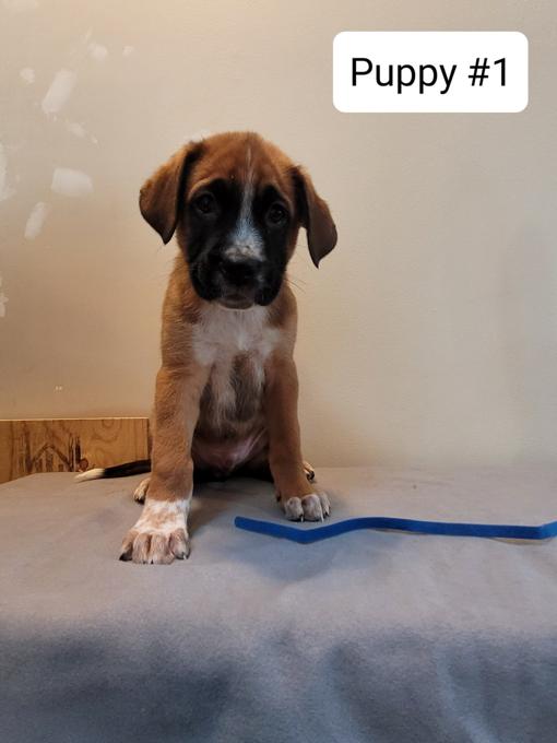 German Shepherd/Boxer