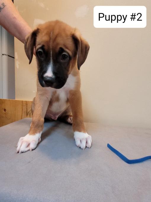 German Shepherd/Boxer