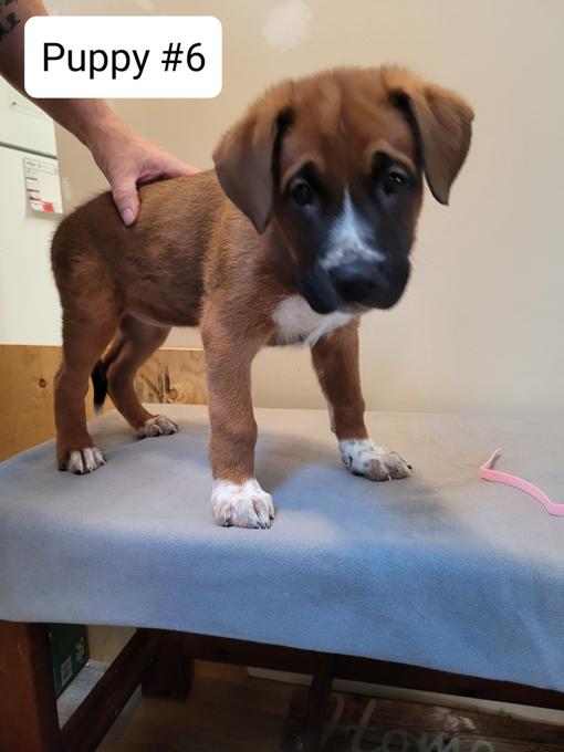 German Shepherd/Boxer