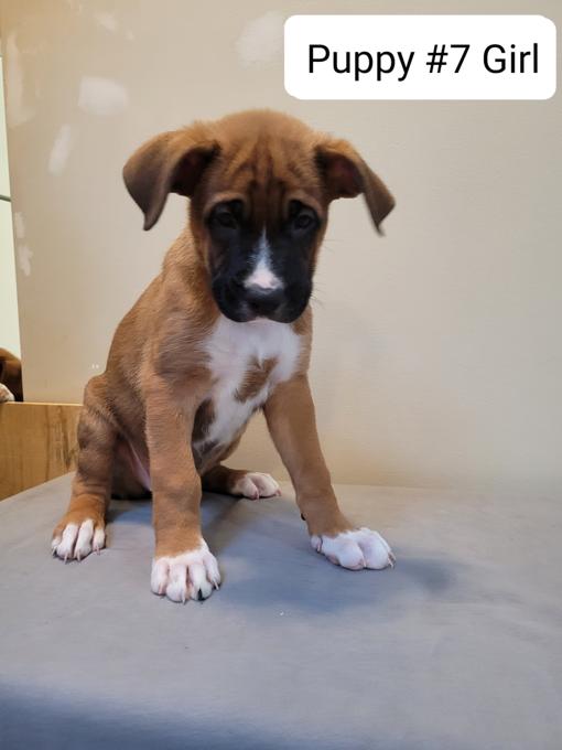 German Shepherd/Boxer