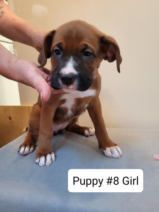 German Shepherd/Boxer
