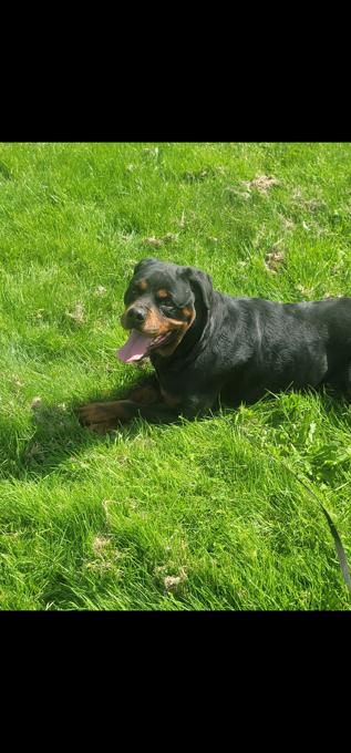 Rottweiler
