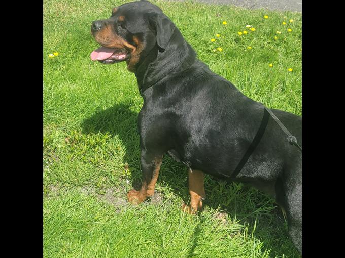 Rottweiler