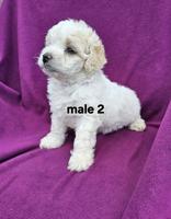 Bichonpoo