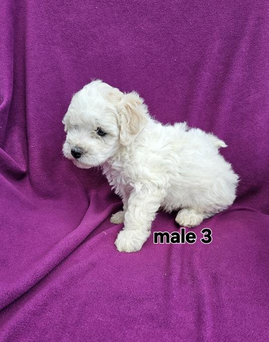 Bichonpoo