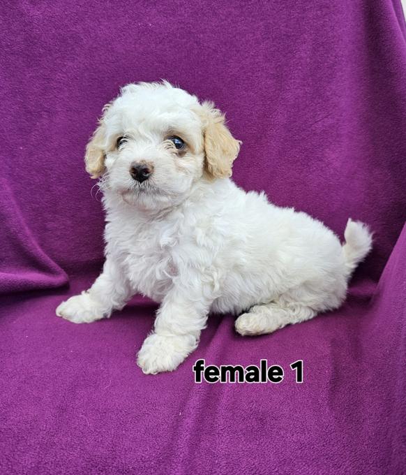 Bichonpoo