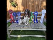 English Springer Spaniel