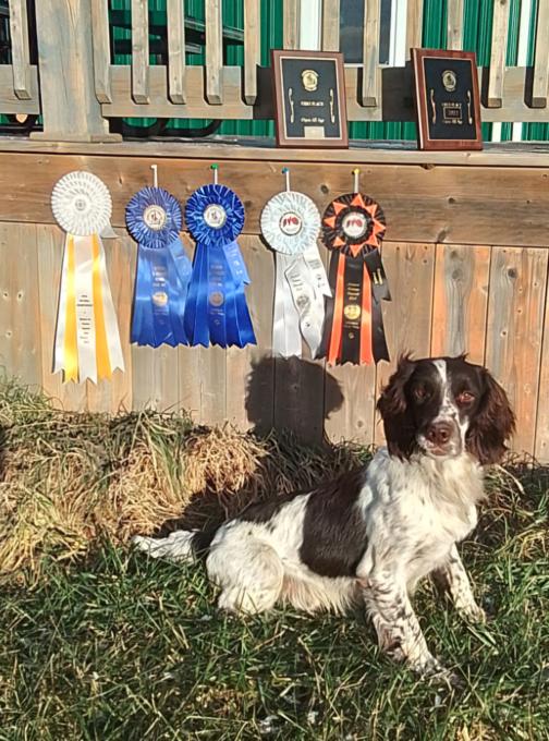 English Springer Spaniel