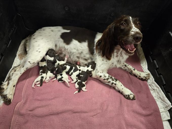 English Springer Spaniel