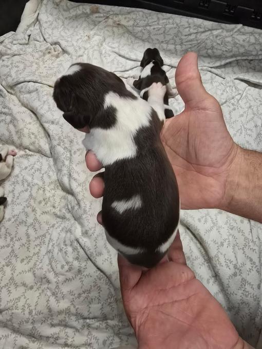 English Springer Spaniel