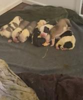 American Bulldog