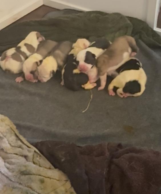 American Bulldog