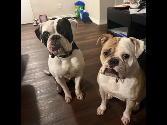 American Bulldog