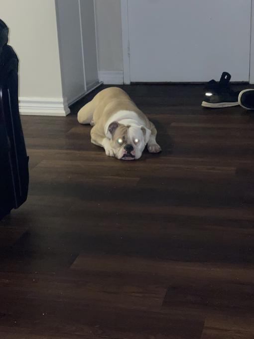 American Bulldog