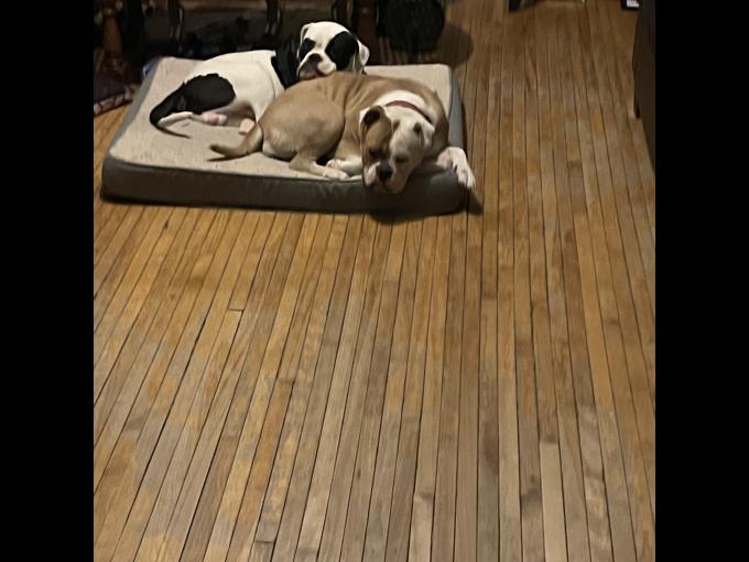 American Bulldog