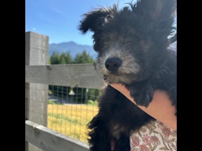 Hungarian Pumi