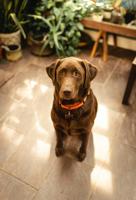 Labrador retriever