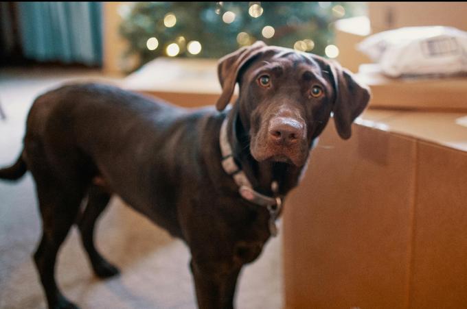 Labrador retriever