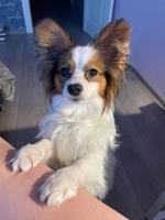 Papillon dog