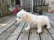 Westies