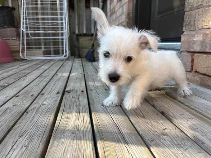 Westies