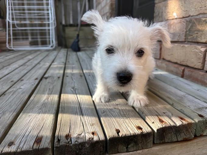 Westies