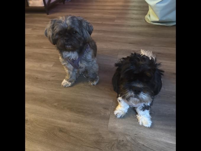 Shih Tzu