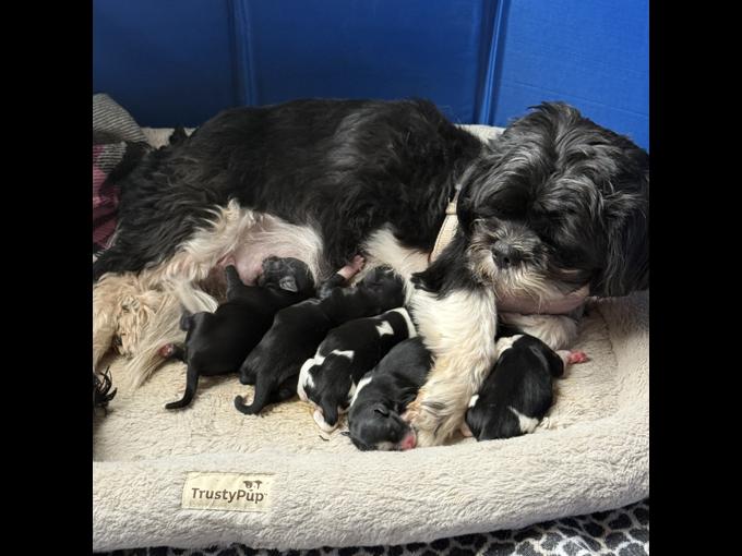 Shih Tzu