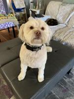 Maltese