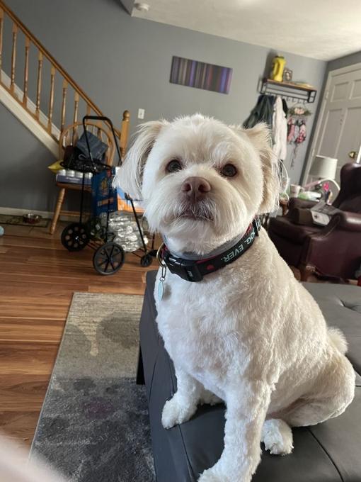 Maltese