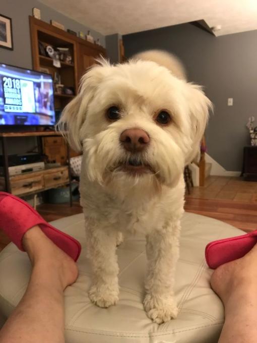 Maltese