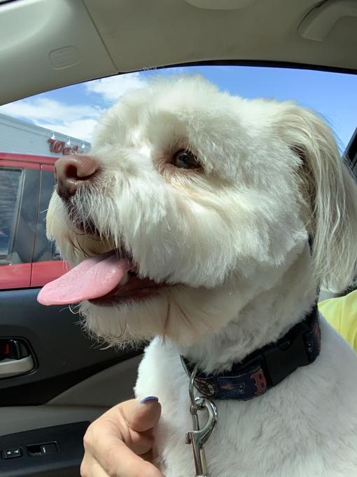 Maltese