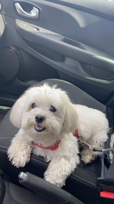 Maltese