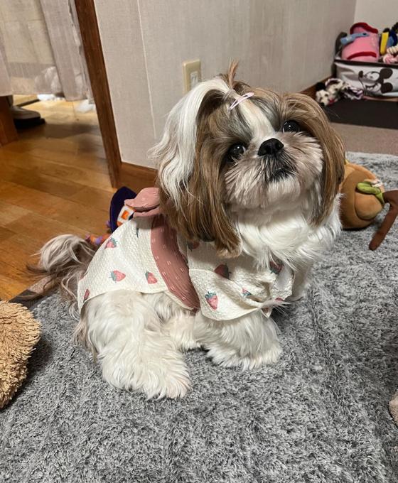 Shih Tzu